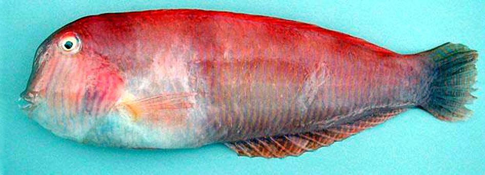 Xyrichtys novacula_000005